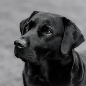 Labrador schwarz